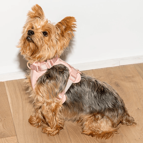 Cushioned Dog Harness Blush - Sir Dogwood