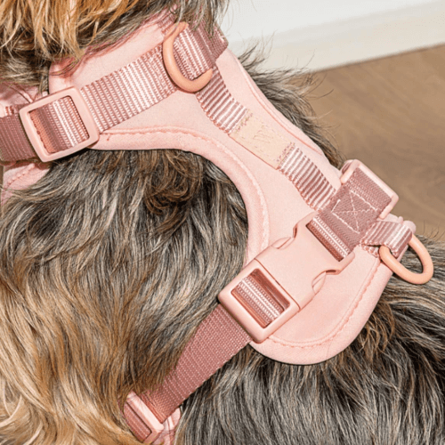 Cushioned Dog Harness Blush - Sir Dogwood