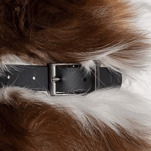 Modern Dog Collar Black - Sir Dogwood