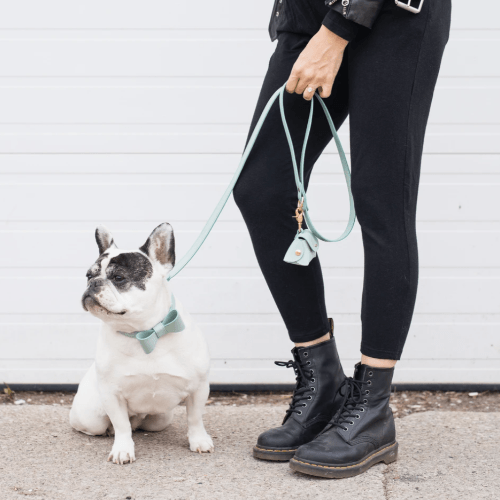 Bow Leather Collar Mint - Sir Dogwood